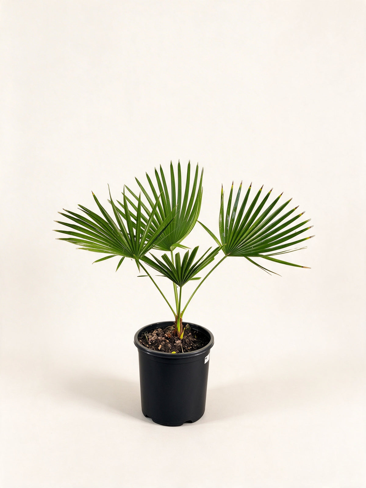Trachycarpus latisectus