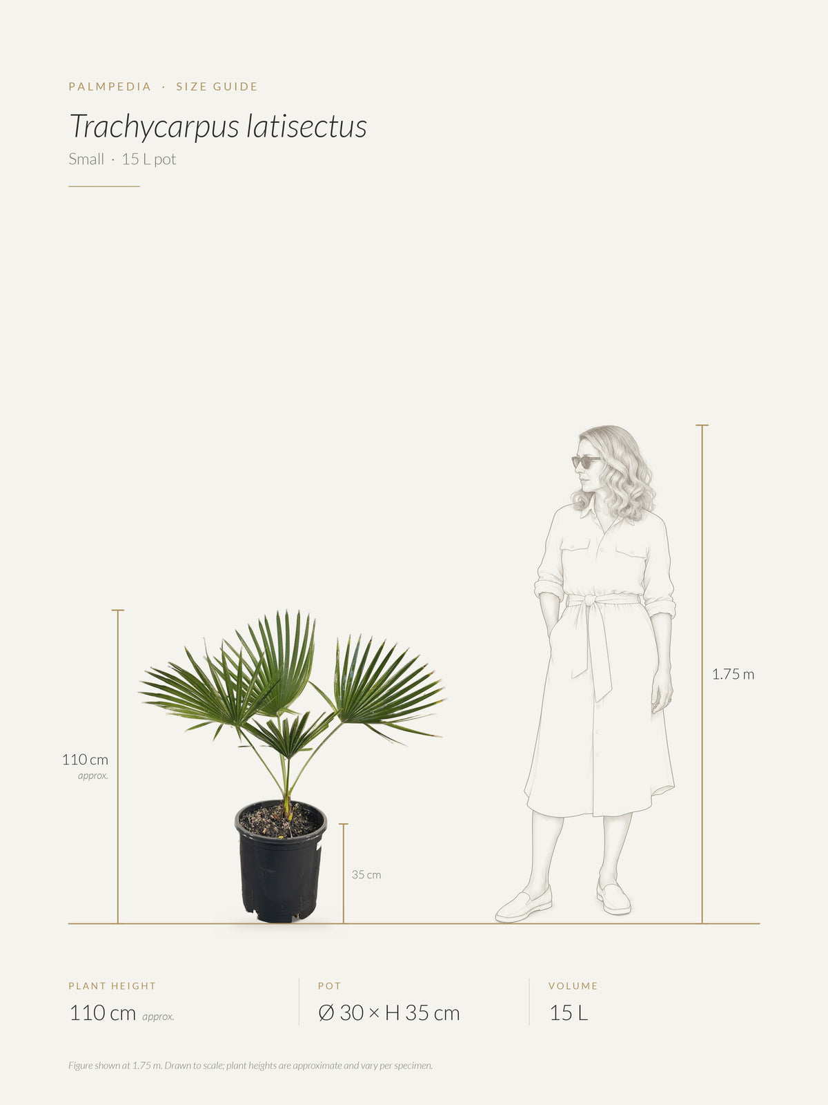 Trachycarpus latisectus – size guide