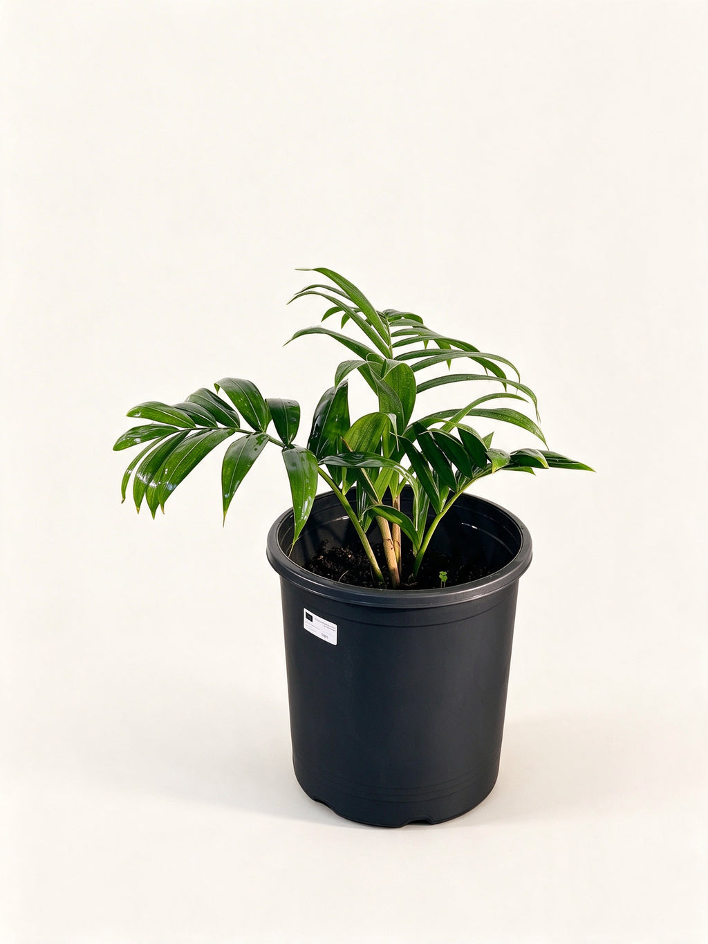 Dypsis 'Dark Mealy Bug'