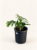 Dypsis 'Dark Mealy Bug'