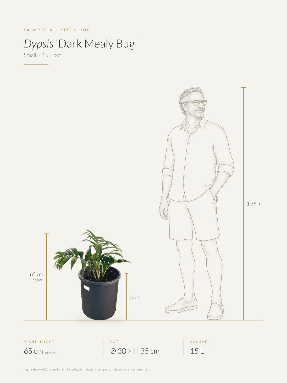 Dypsis 'Dark Mealy Bug' – size guide