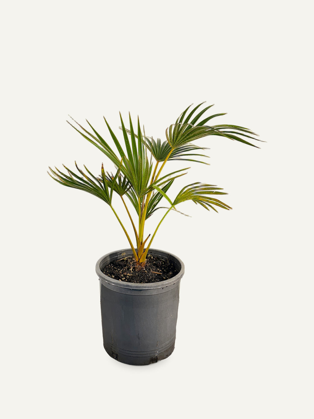 Latania verschaffeltii – Palmpedia, view 2