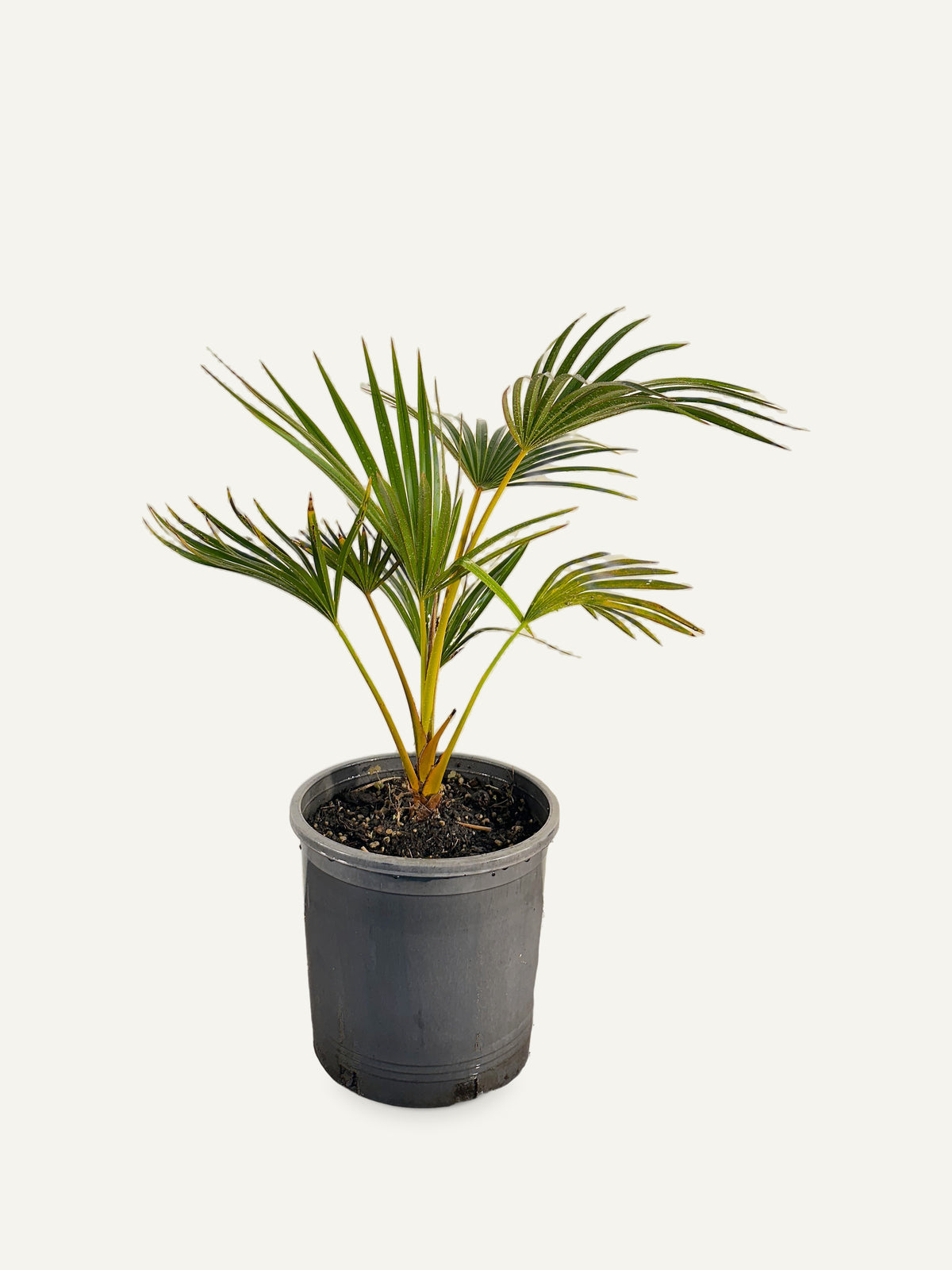 Latania verschaffeltii – Palmpedia, view 2