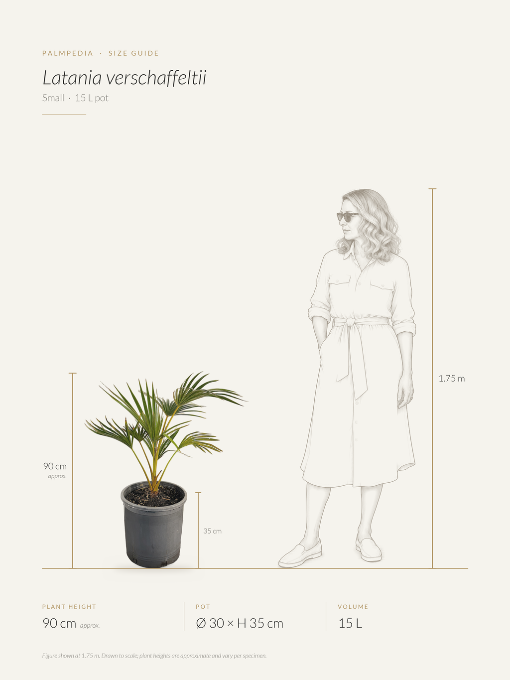 Latania verschaffeltii – size guide