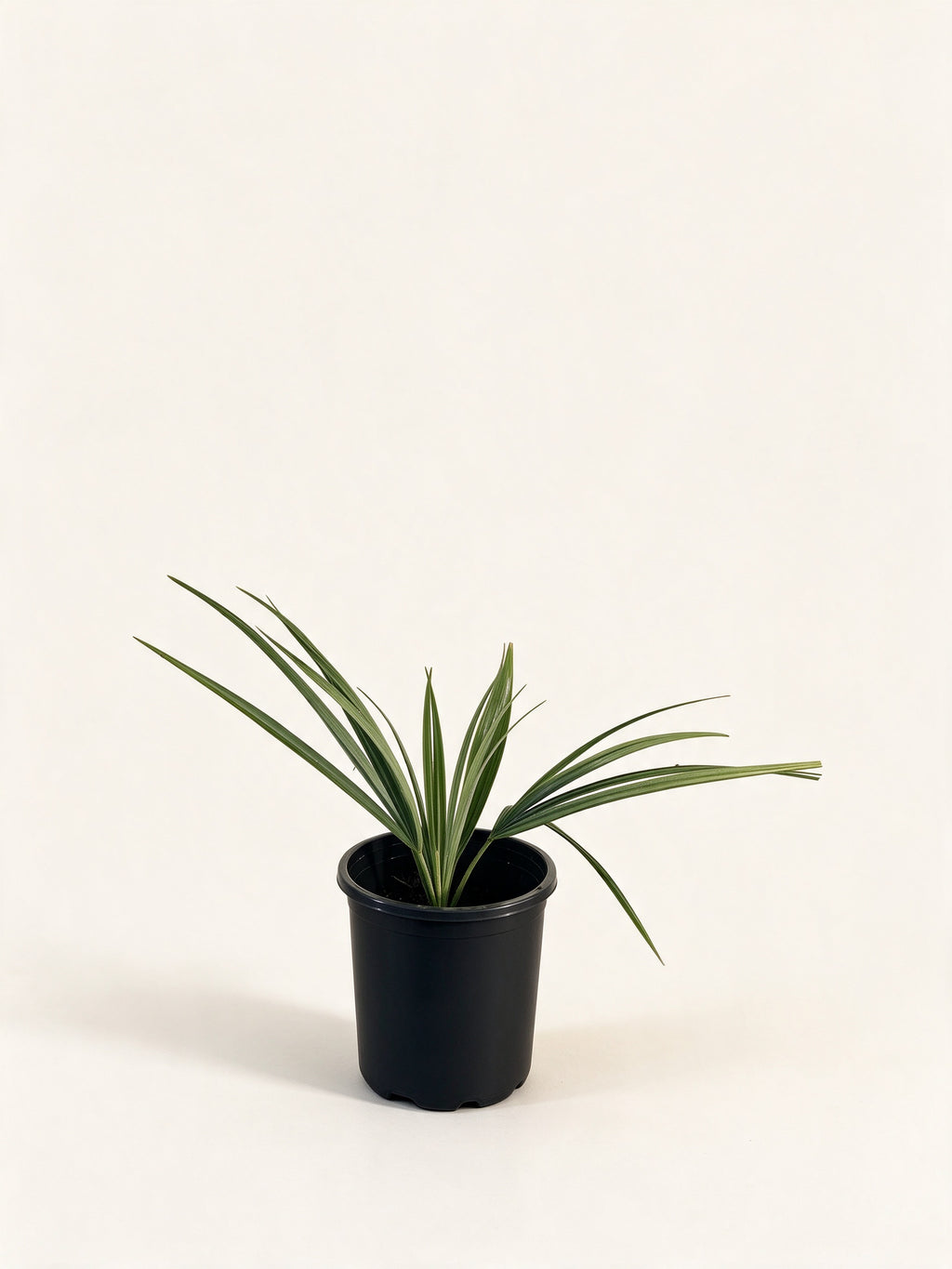 Sabal minor 'Louisiana'