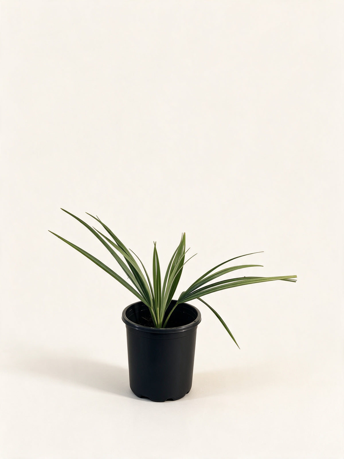 Sabal minor 'Louisiana'