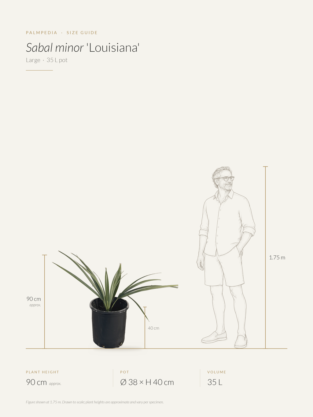Sabal minor 'Louisiana' – size guide