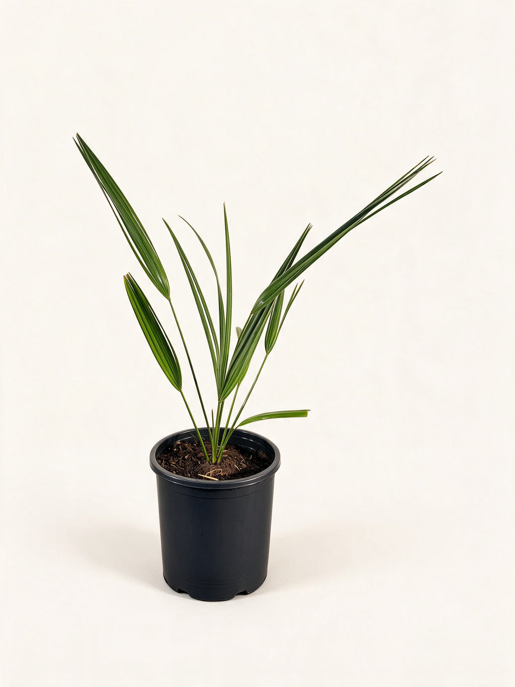 Sabal palmetto 'Lisa'