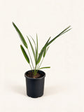 Sabal palmetto 'Lisa'
