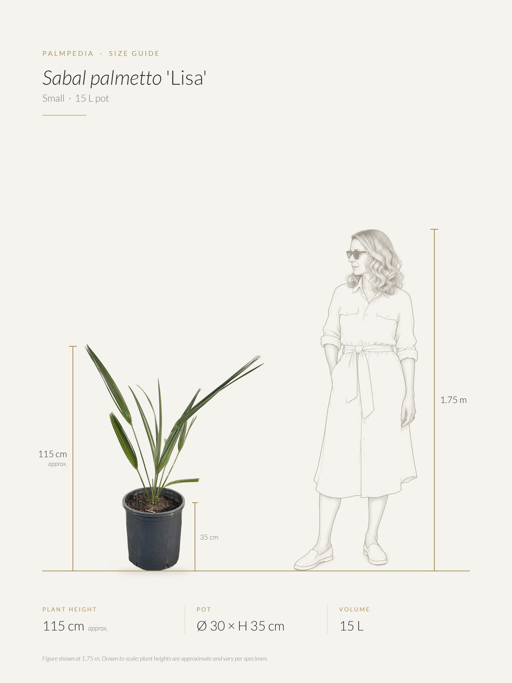 Sabal palmetto 'Lisa' – size guide