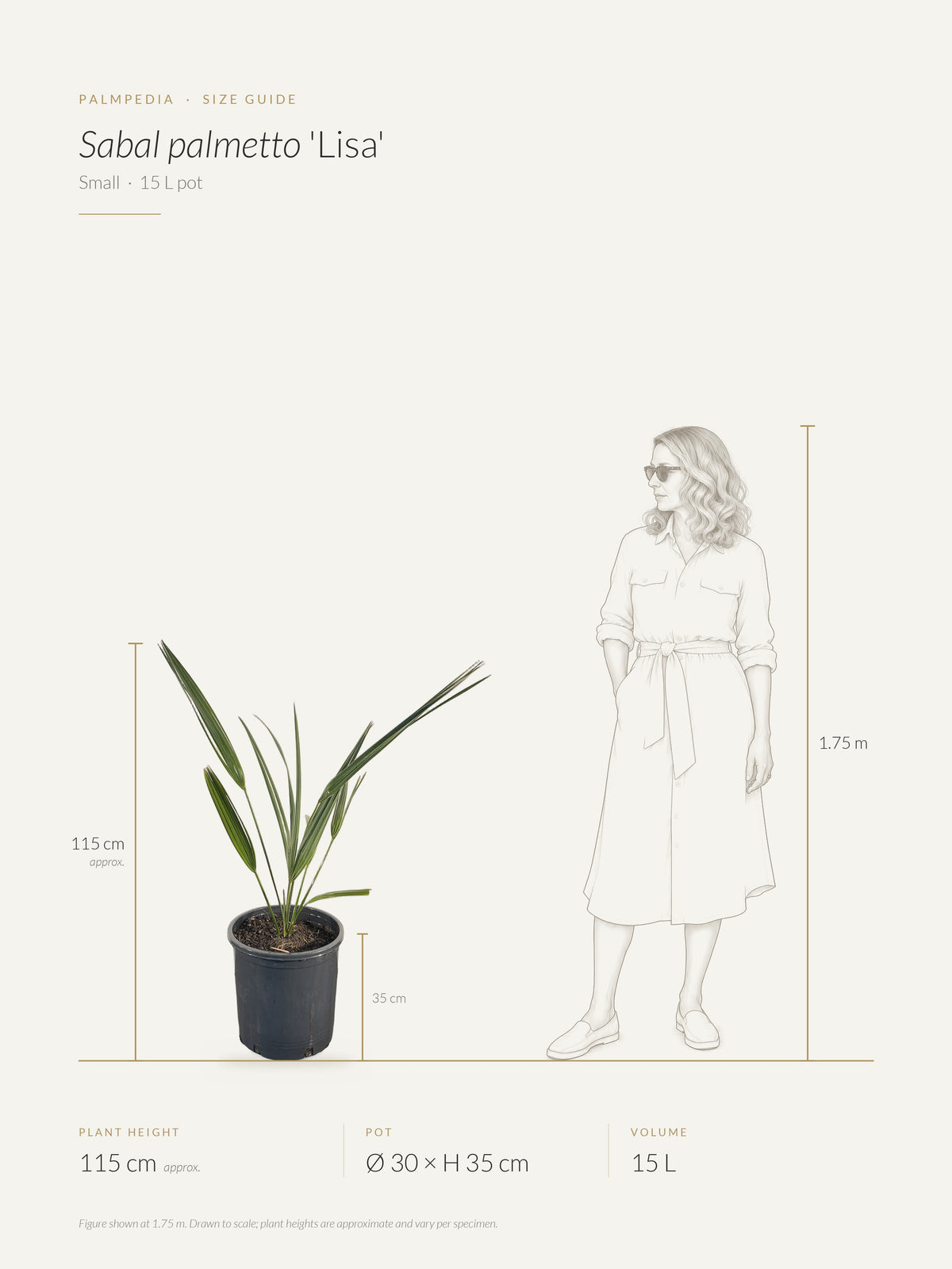Sabal palmetto 'Lisa' – size guide