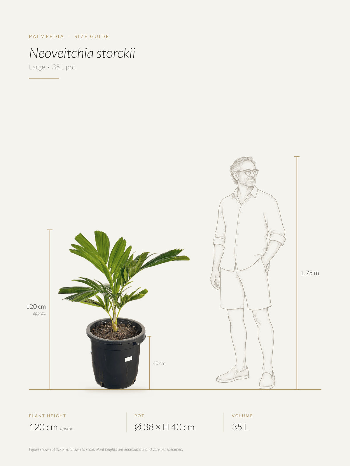 Neoveitchia storckii – size guide