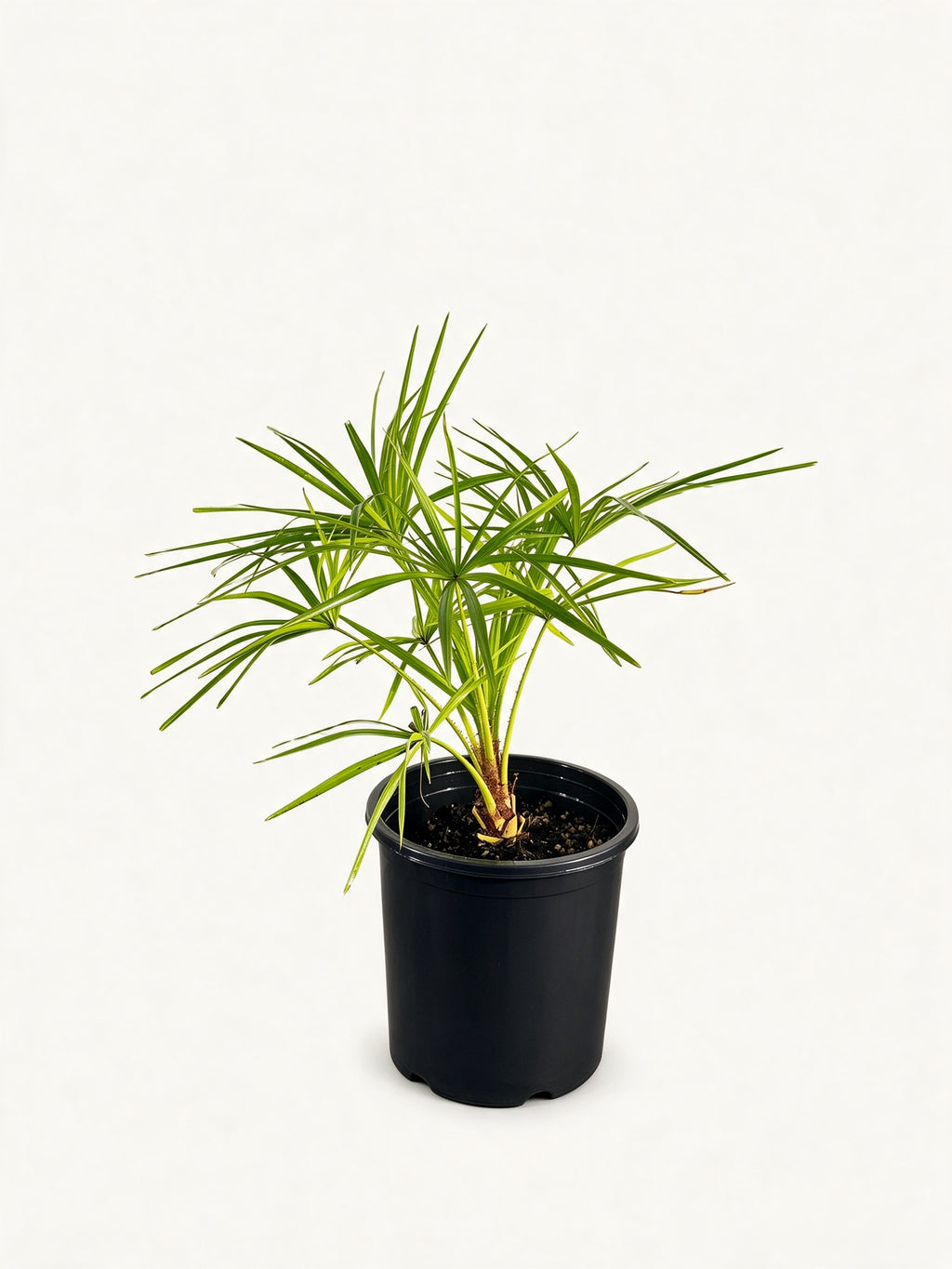 Livistona benthamii 'Golden'