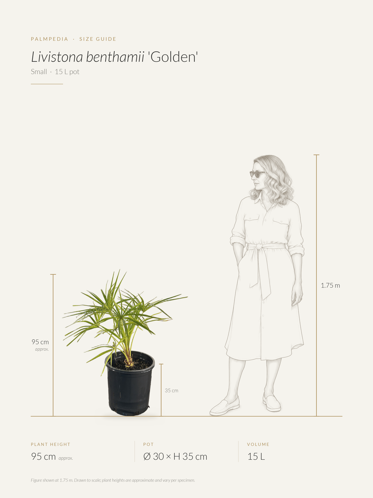 Livistona benthamii 'Golden' – size guide