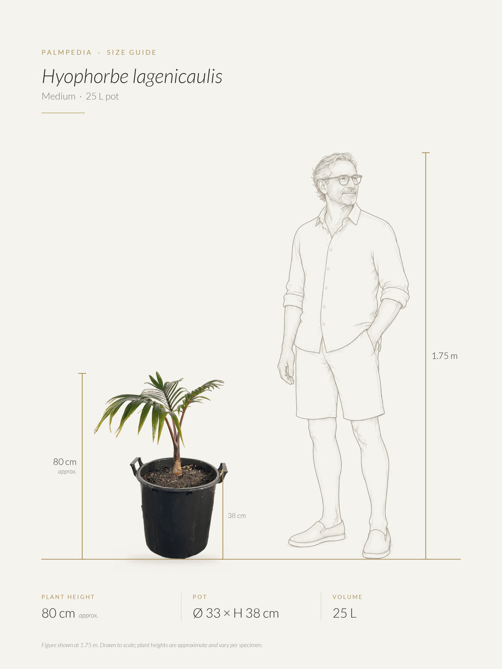 Hyophorbe lagenicaulis – size guide