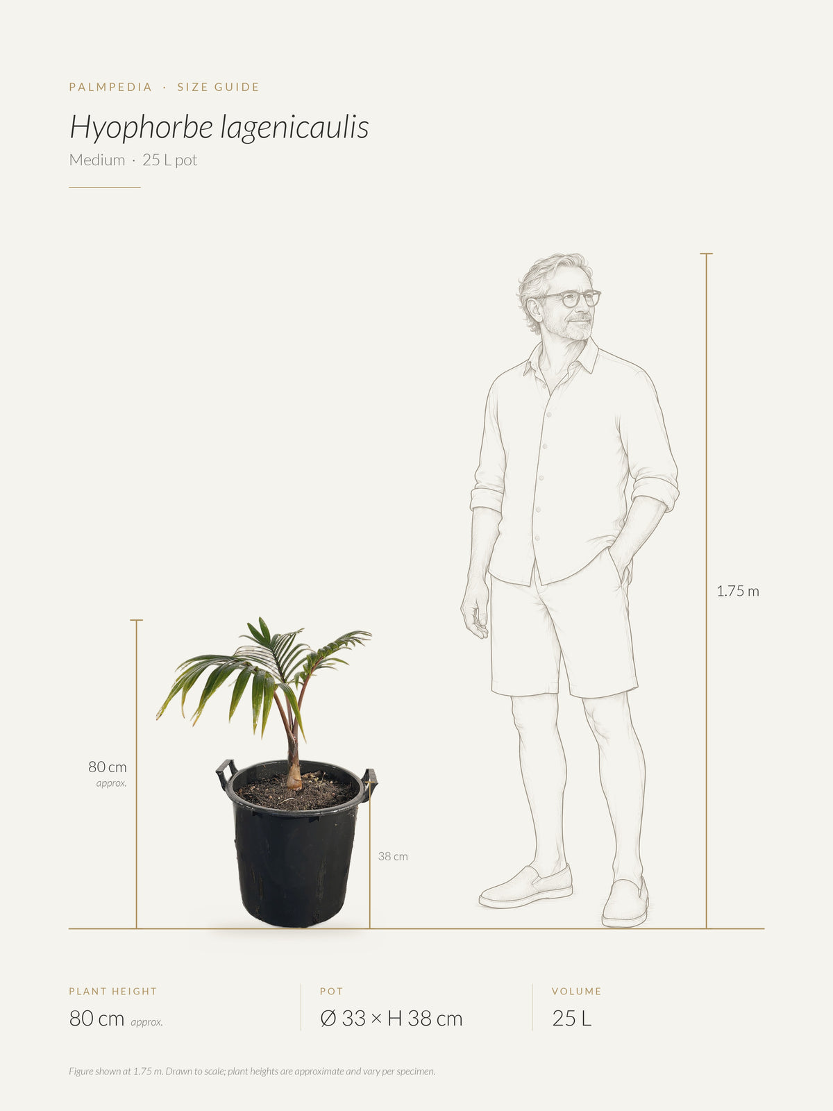Hyophorbe lagenicaulis – size guide