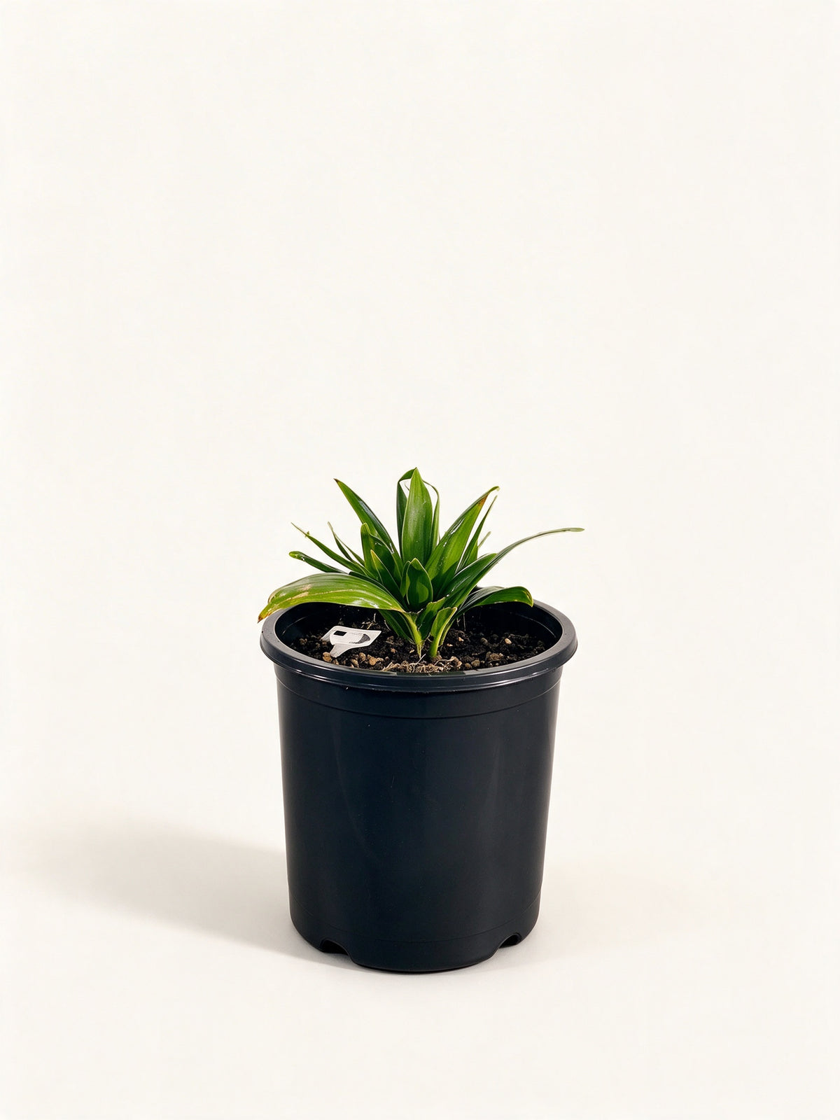 Chrysalidocarpus tokoravina