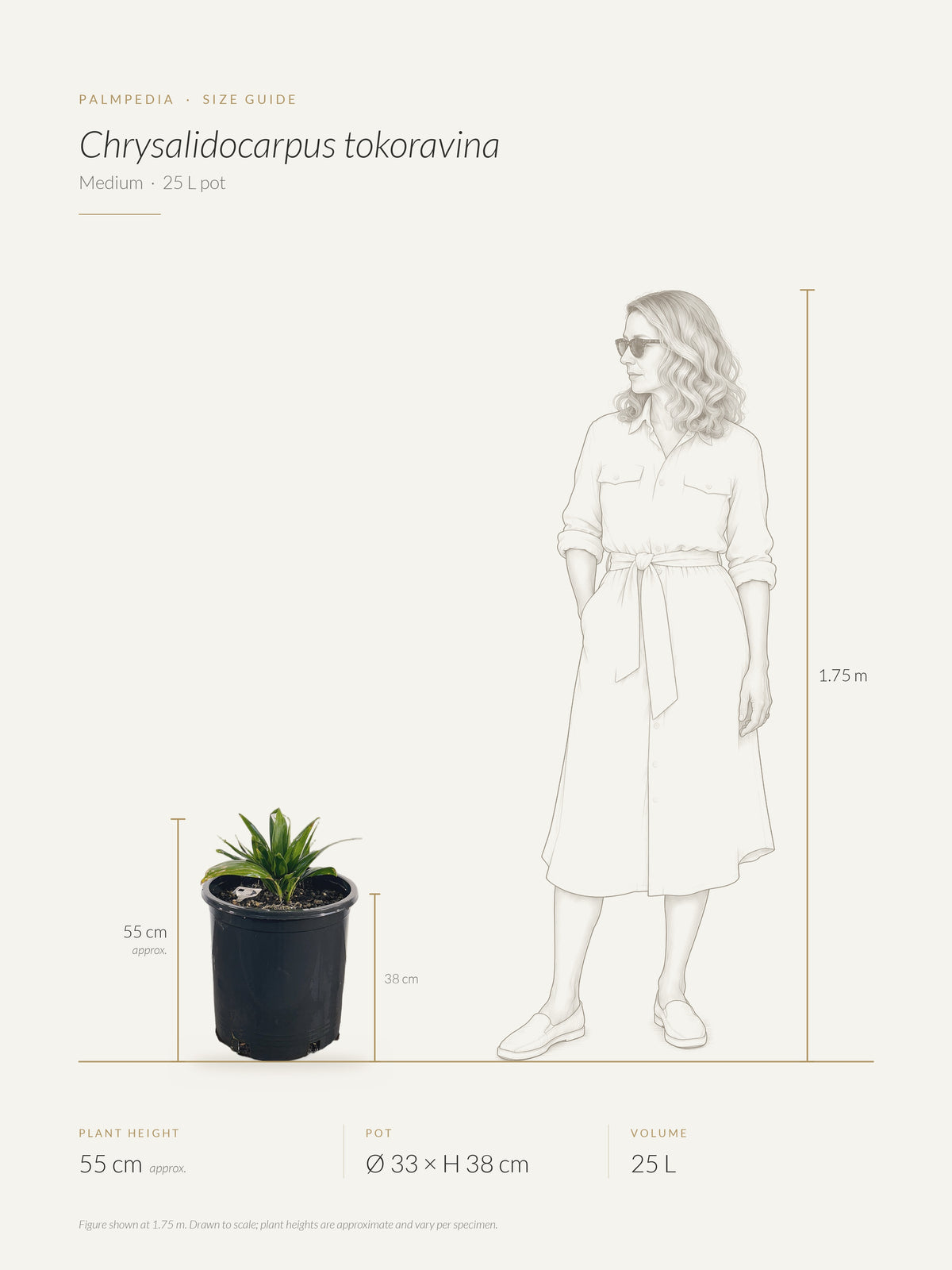 Chrysalidocarpus tokoravina – size guide
