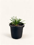 Copernicia gigas