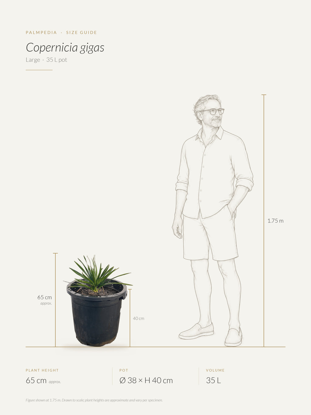 Copernicia gigas – size guide