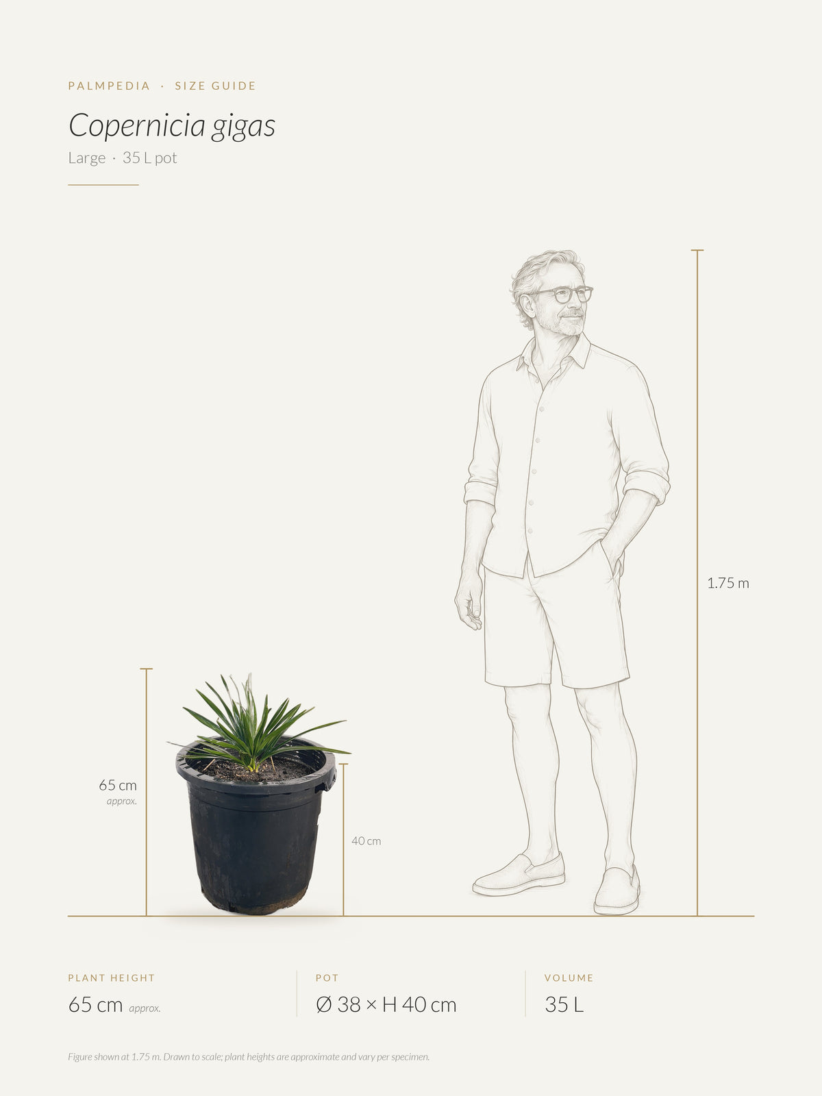 Copernicia gigas – size guide