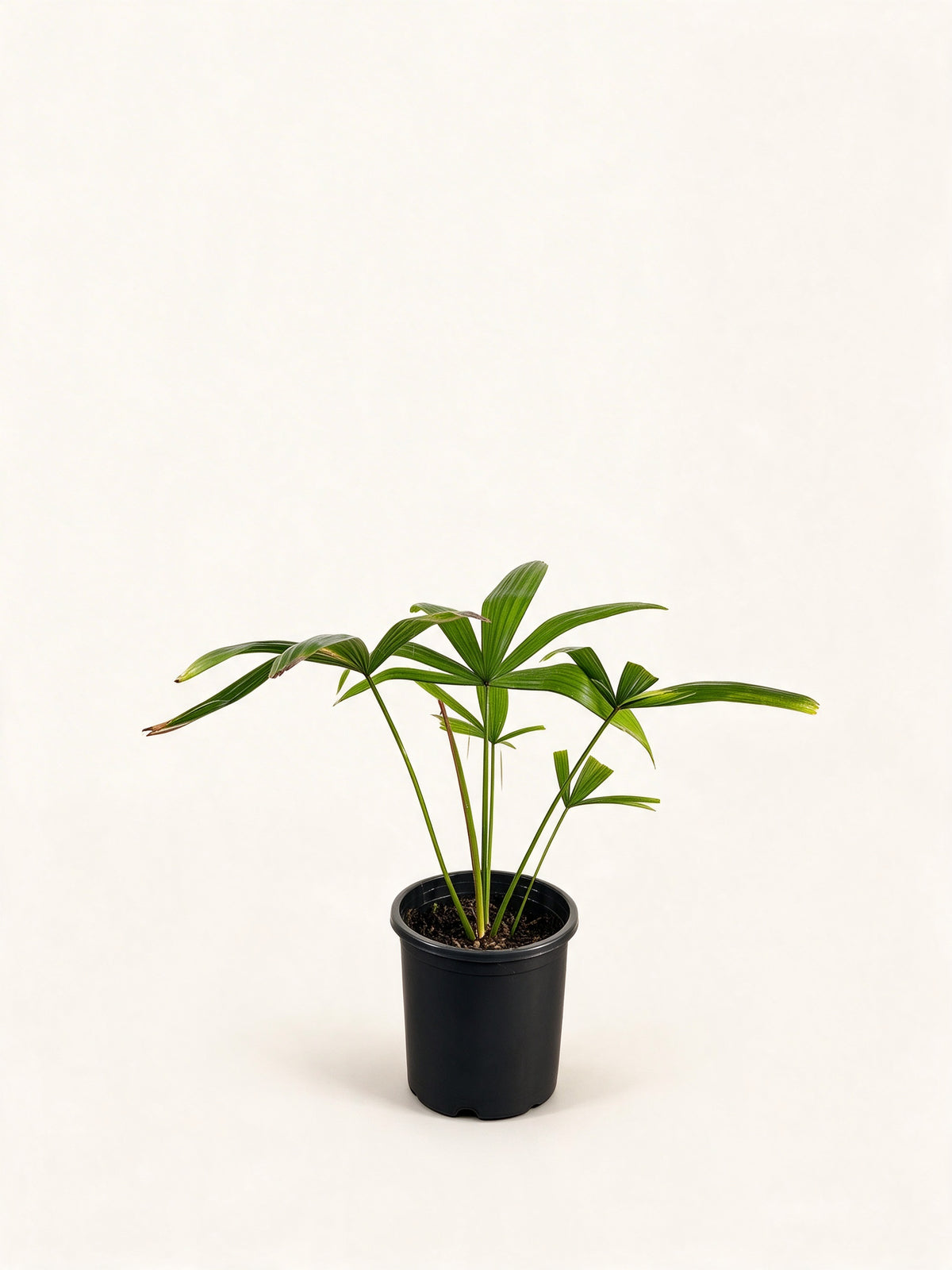 Borassodendron machadonis