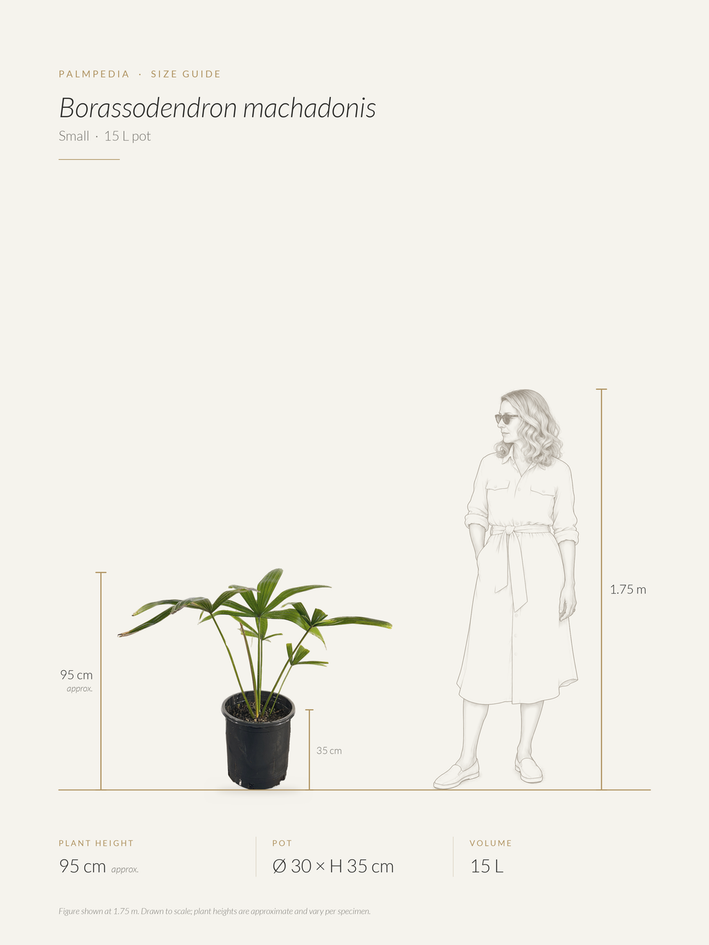 Borassodendron machadonis – size guide