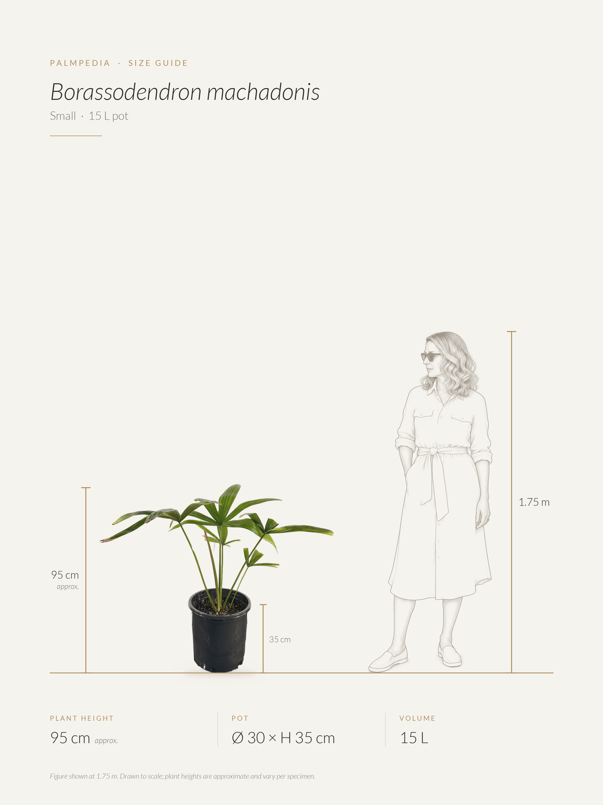 Borassodendron machadonis – size guide