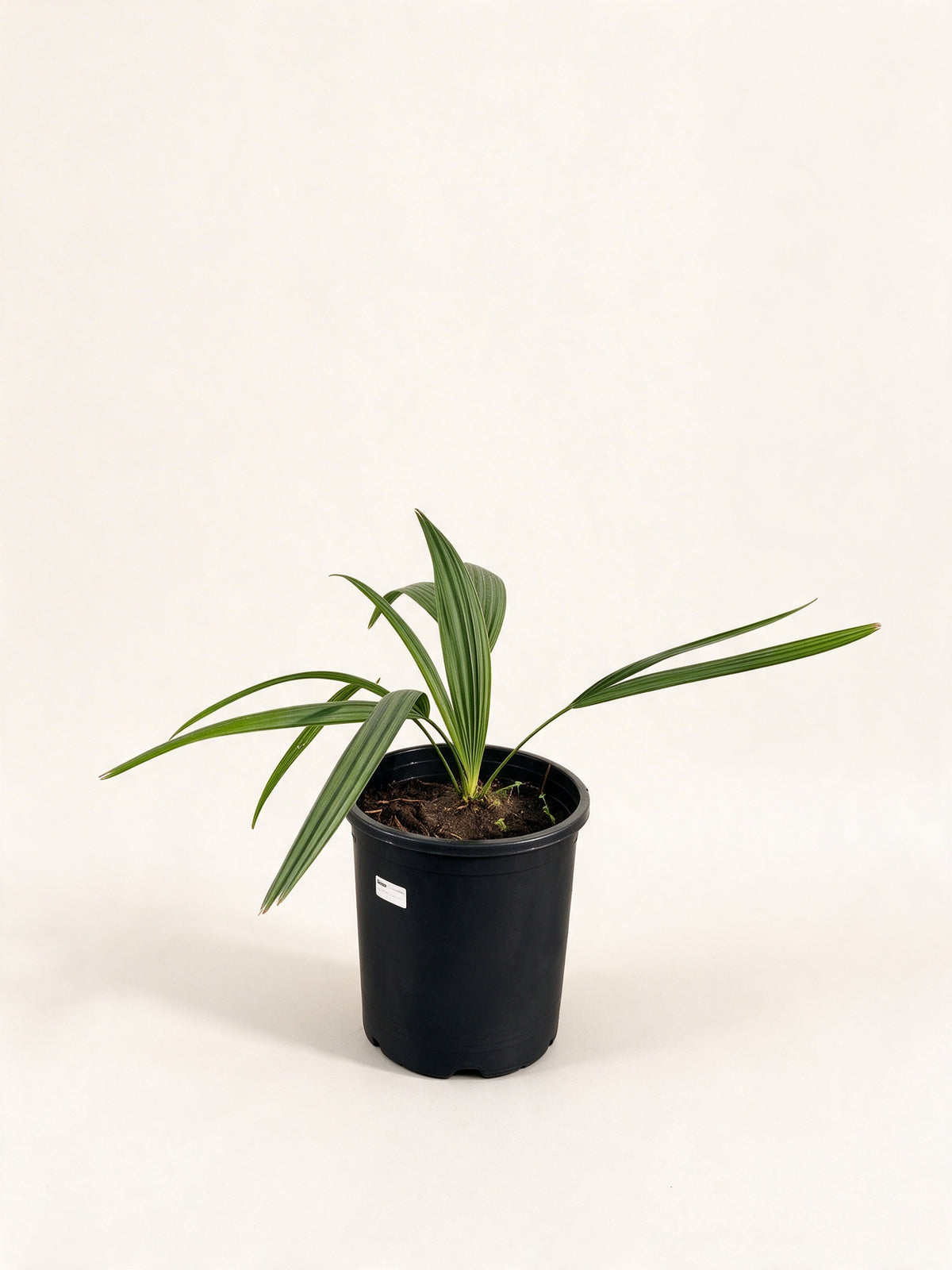 Sabal minor