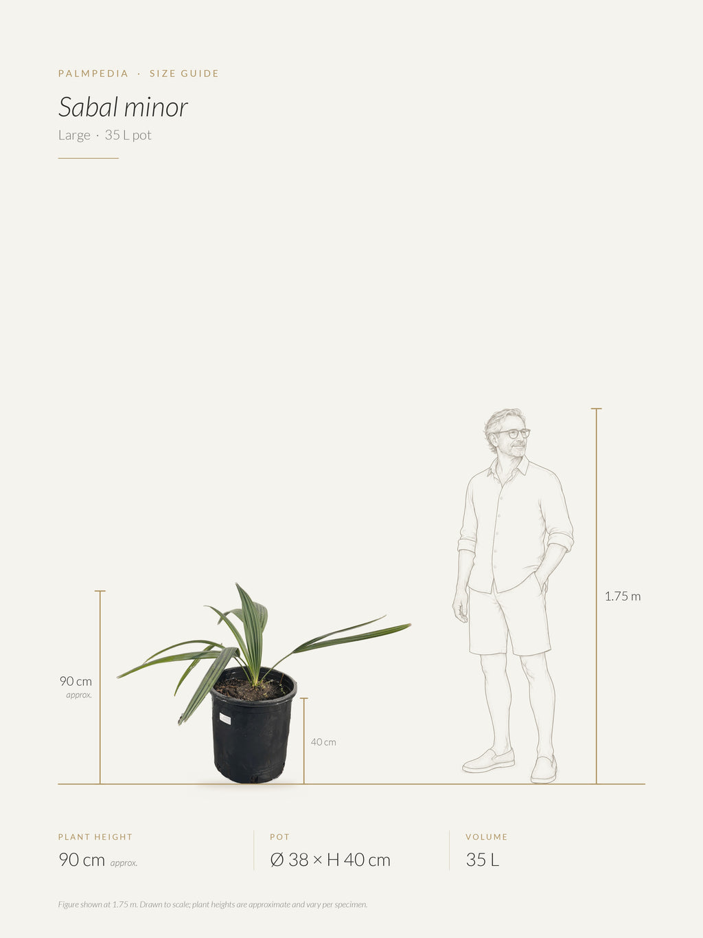 Sabal minor – size guide