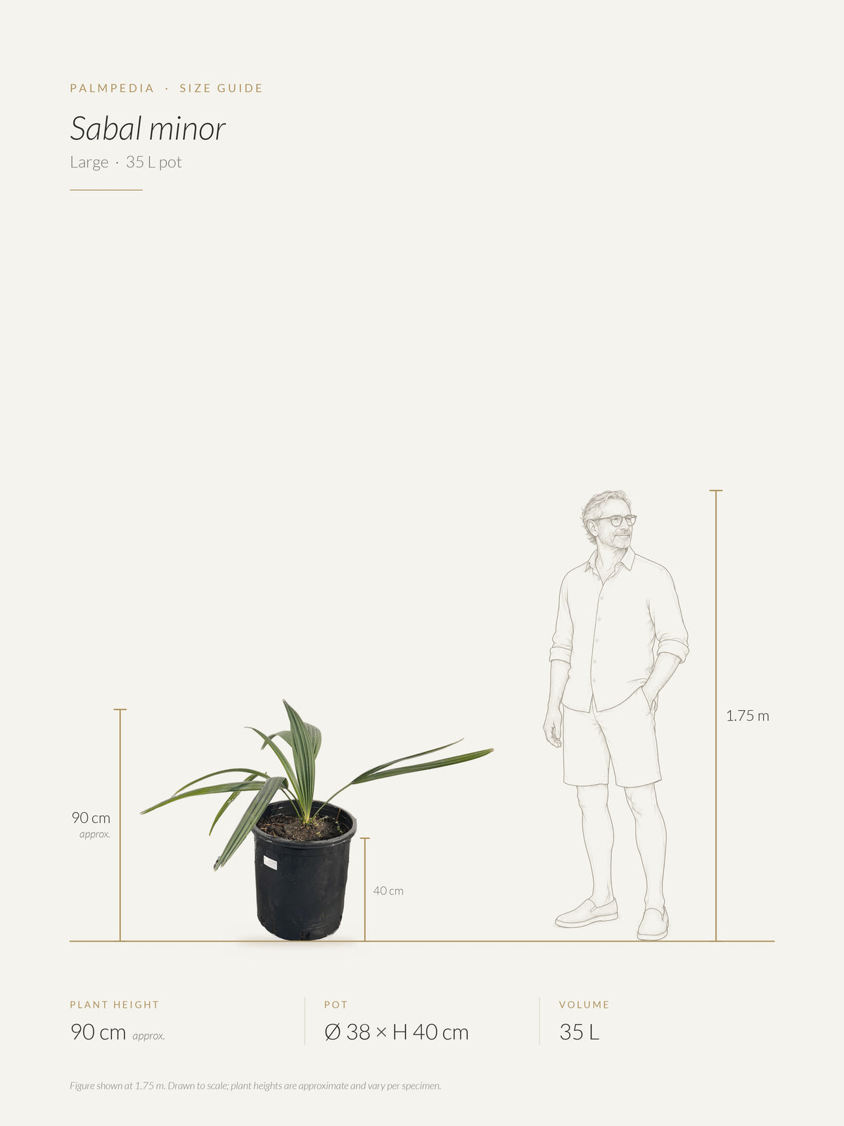 Sabal minor – size guide