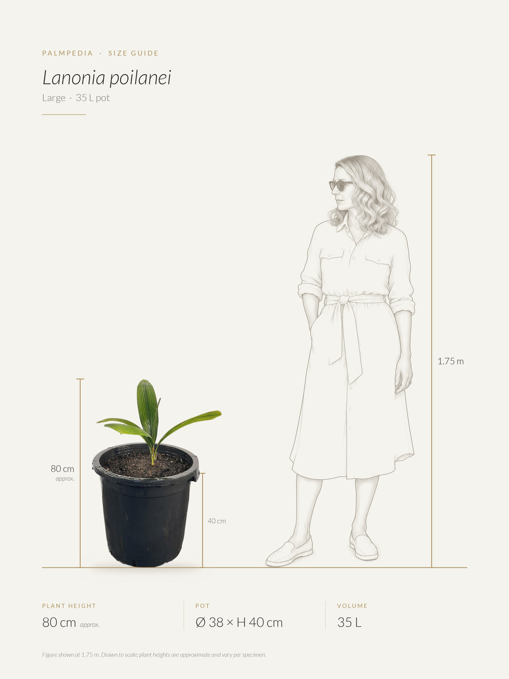 Lanonia poilanei – size guide