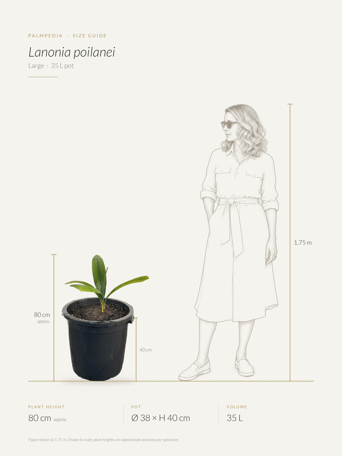 Lanonia poilanei – size guide