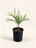 Butia odorata