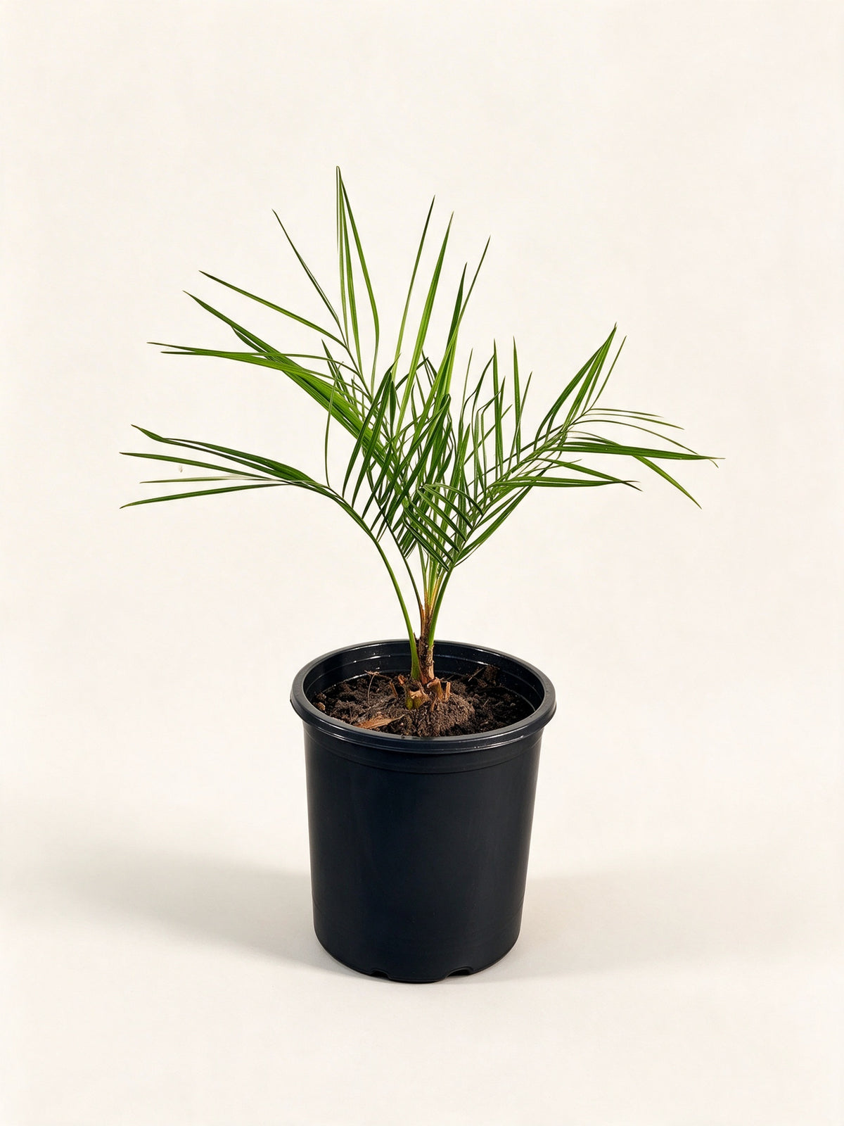 Butia odorata