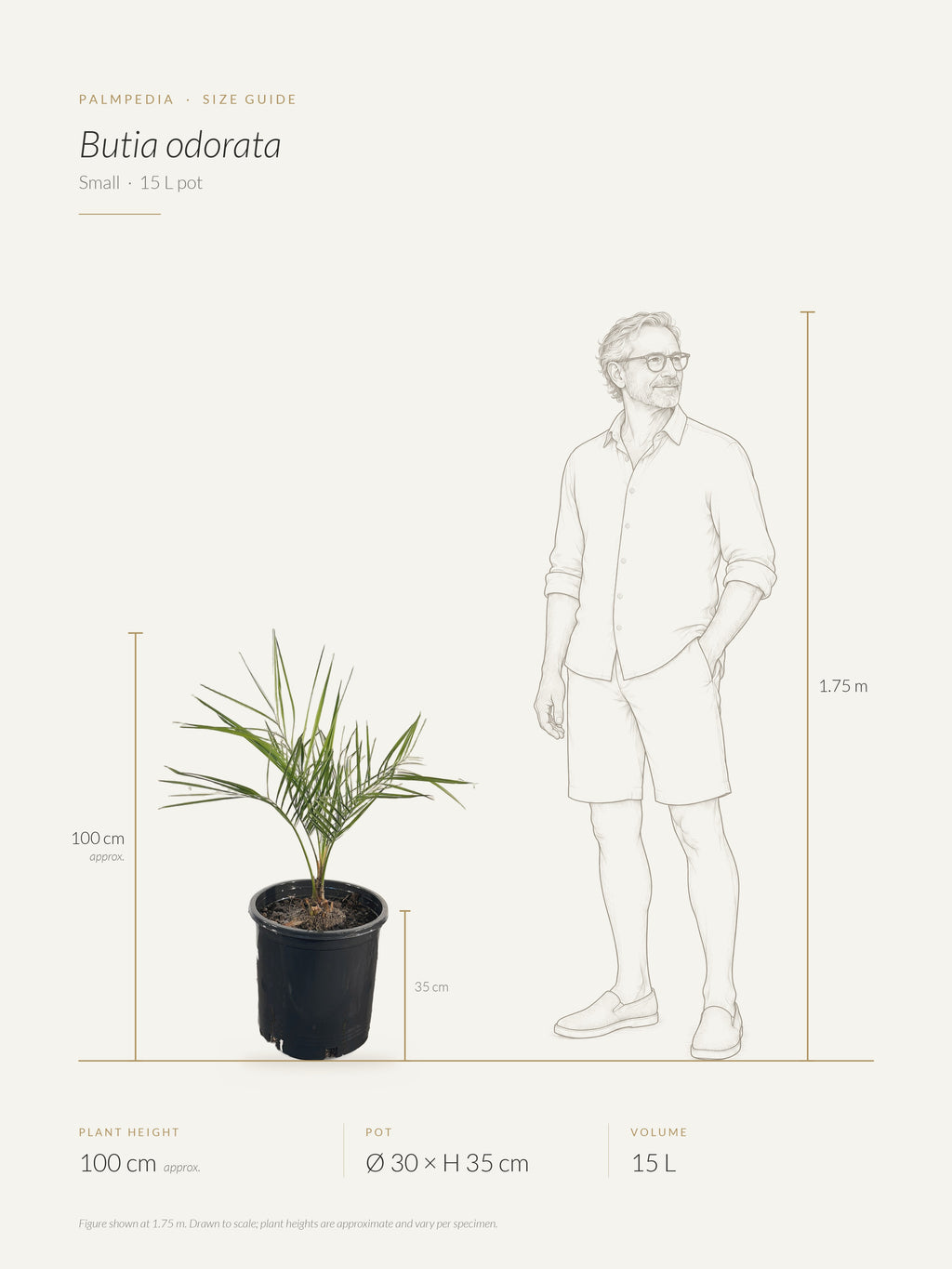 Butia odorata – size guide