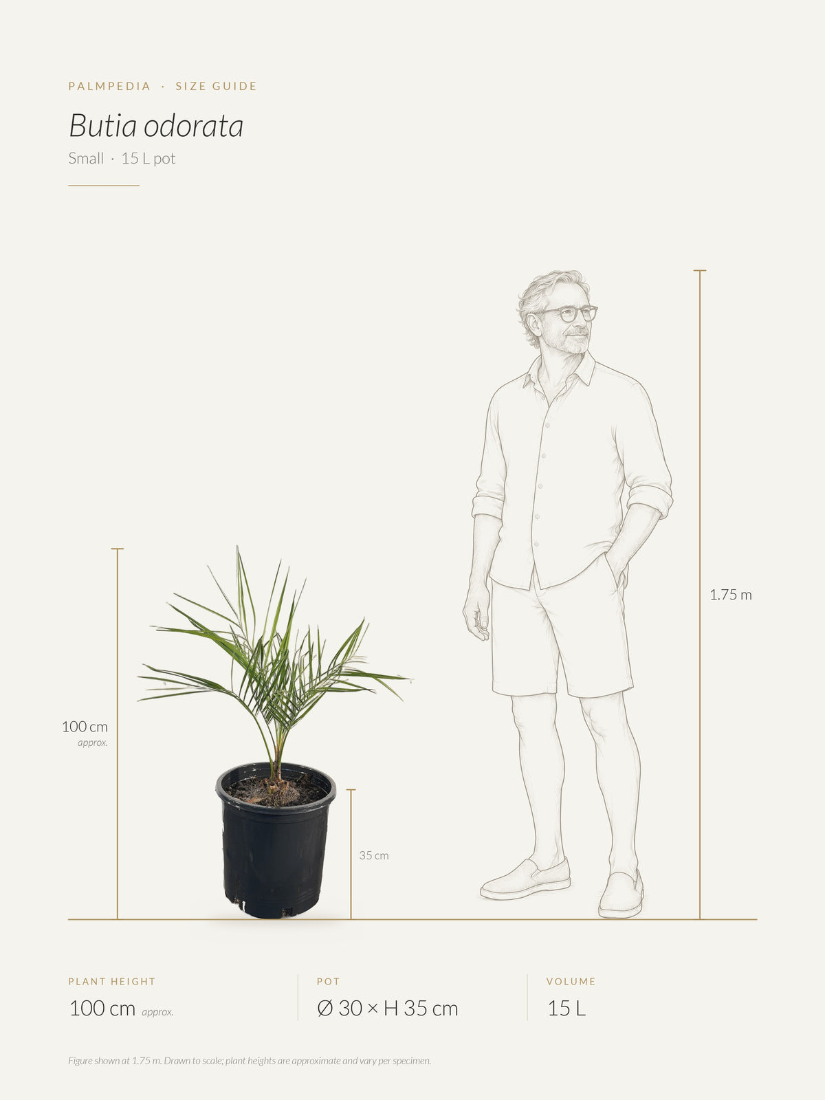 Butia odorata – size guide