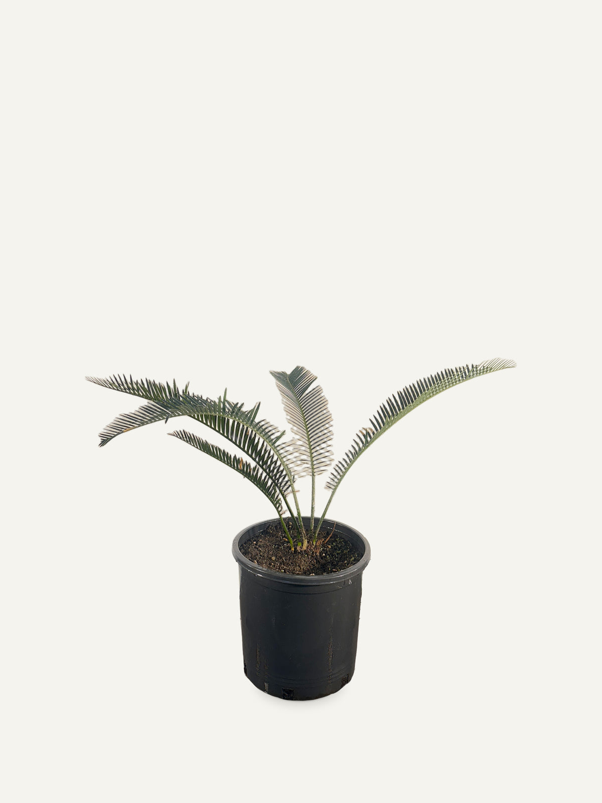 Dioon califanoi – Palmpedia, view 2