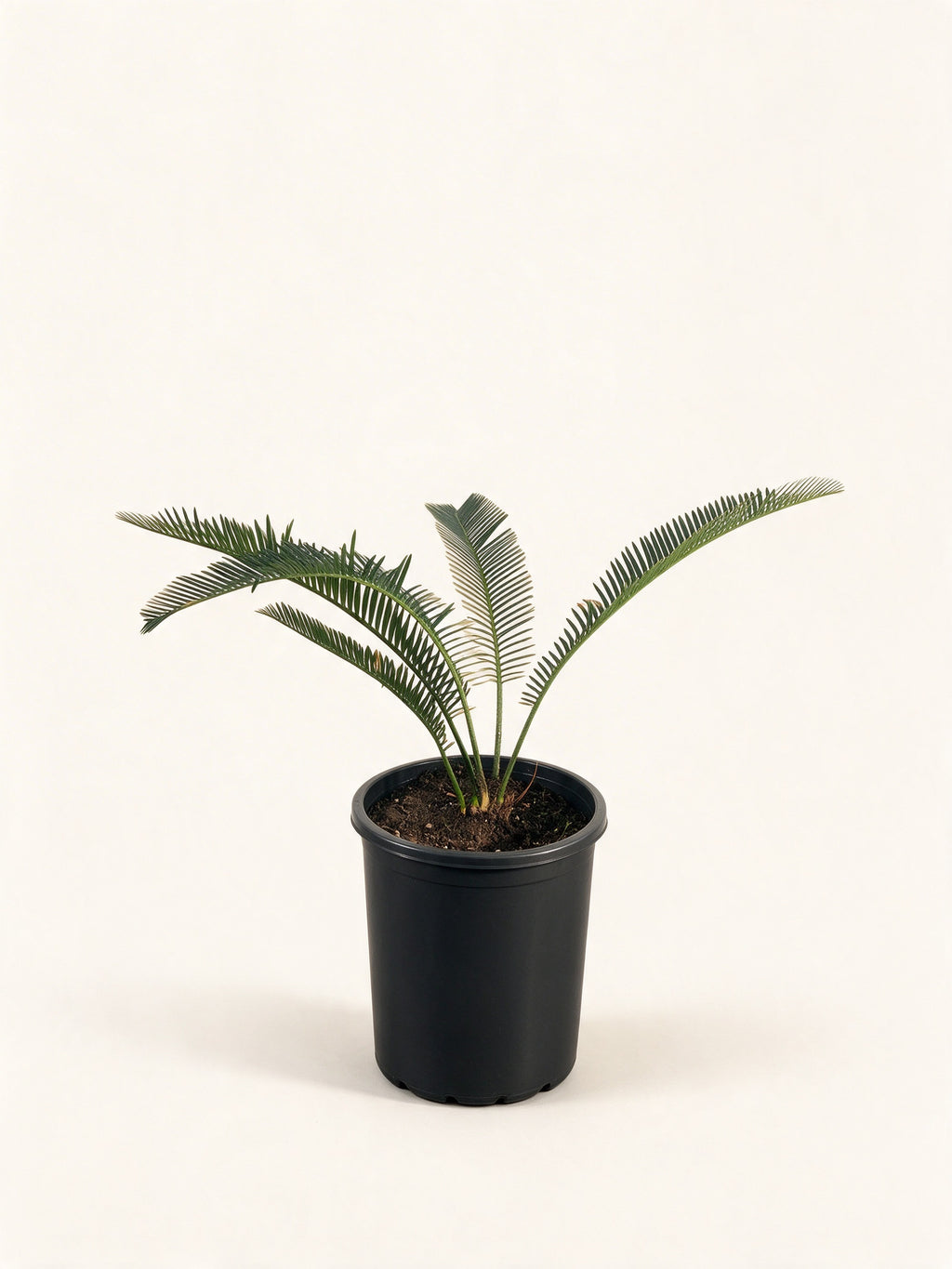Dioon califanoi