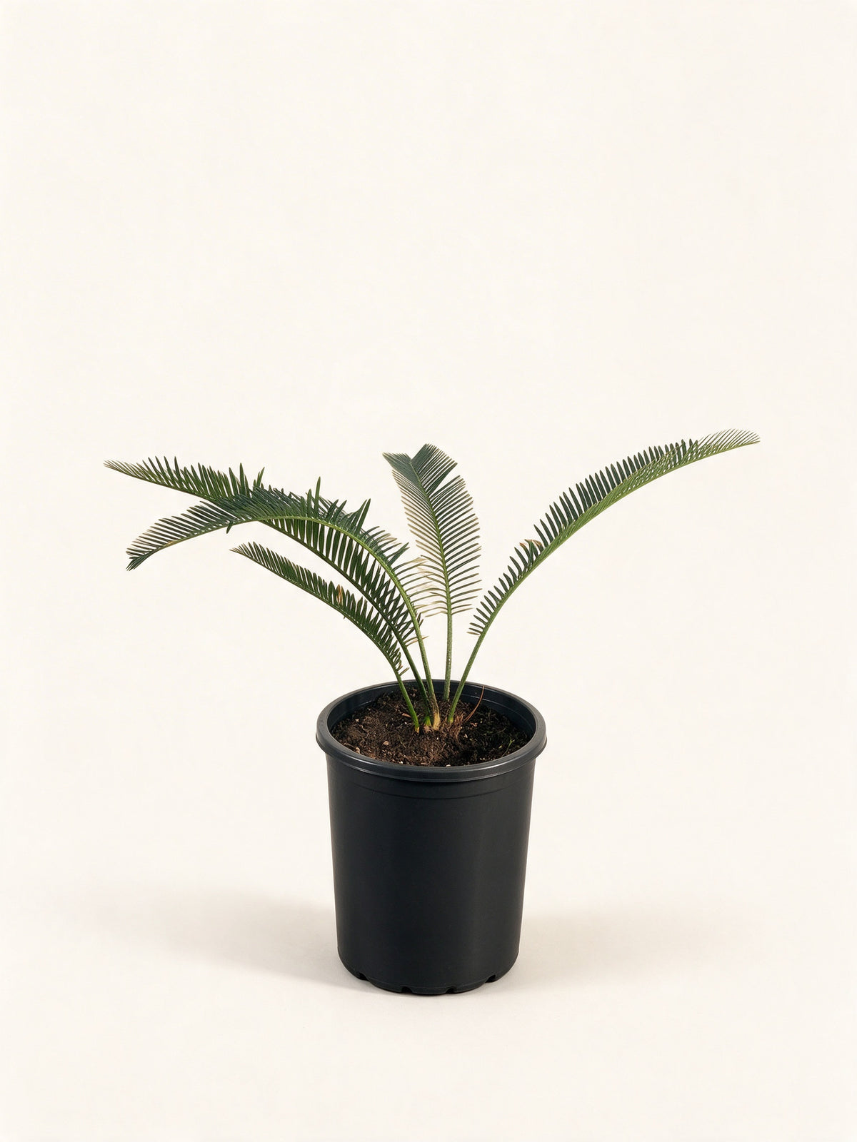 Dioon califanoi