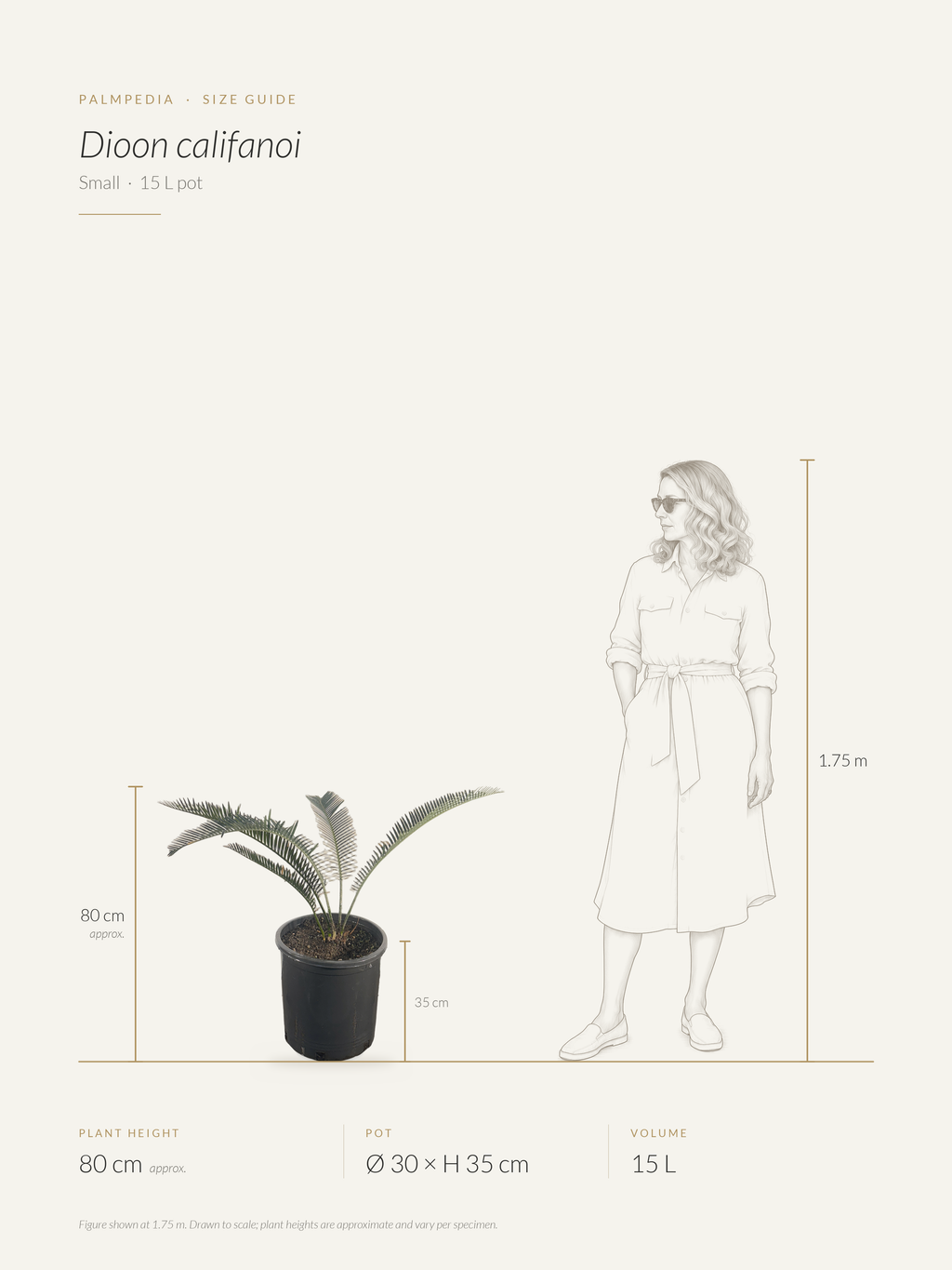 Dioon califanoi – size guide