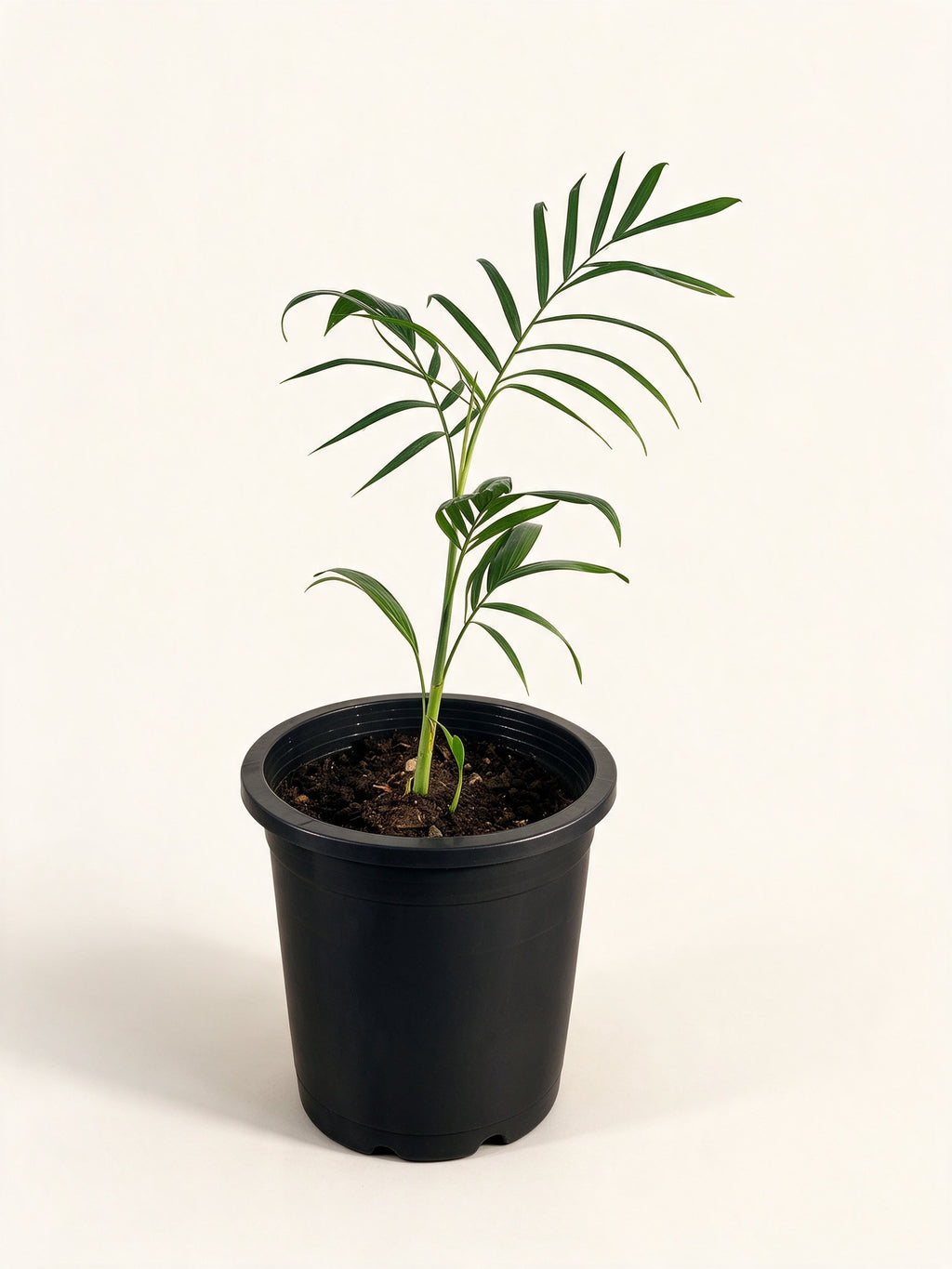 Chamaedorea seifrizii