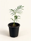 Chamaedorea seifrizii