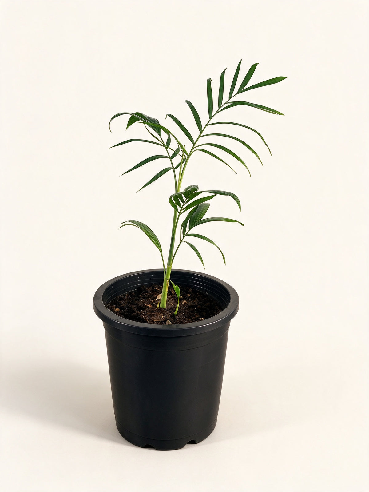 Chamaedorea seifrizii