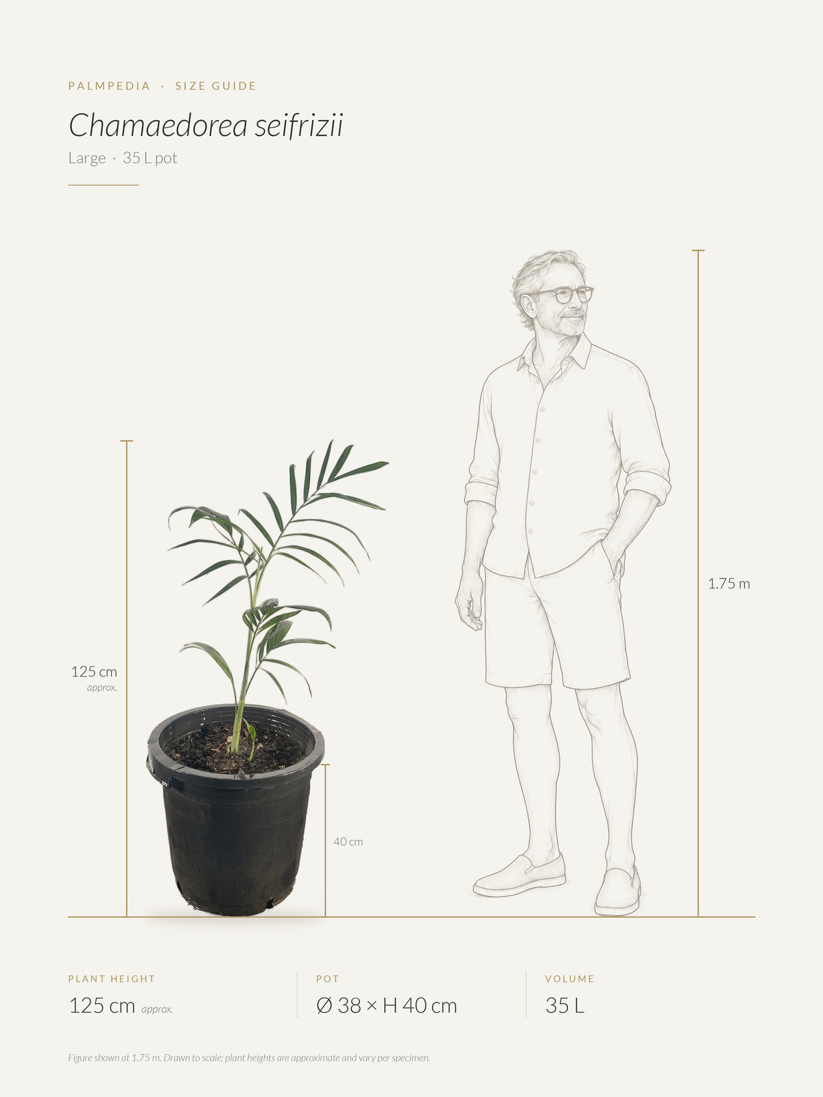 Chamaedorea seifrizii – size guide