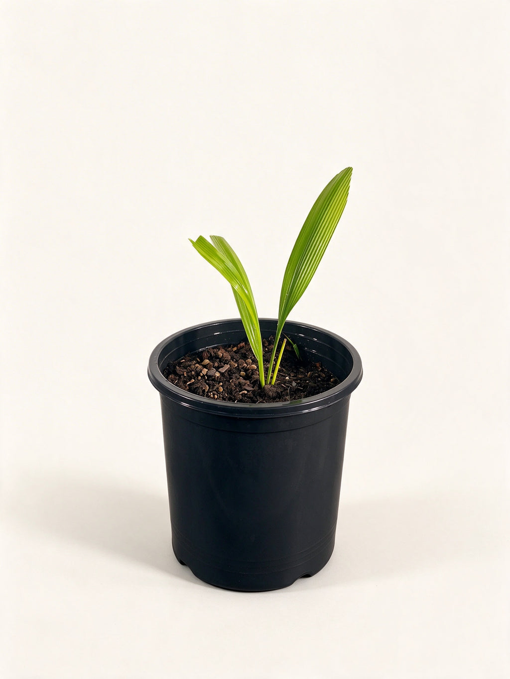 Johannesteijsmannia perakensis
