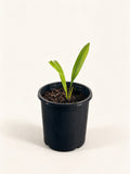 Johannesteijsmannia perakensis