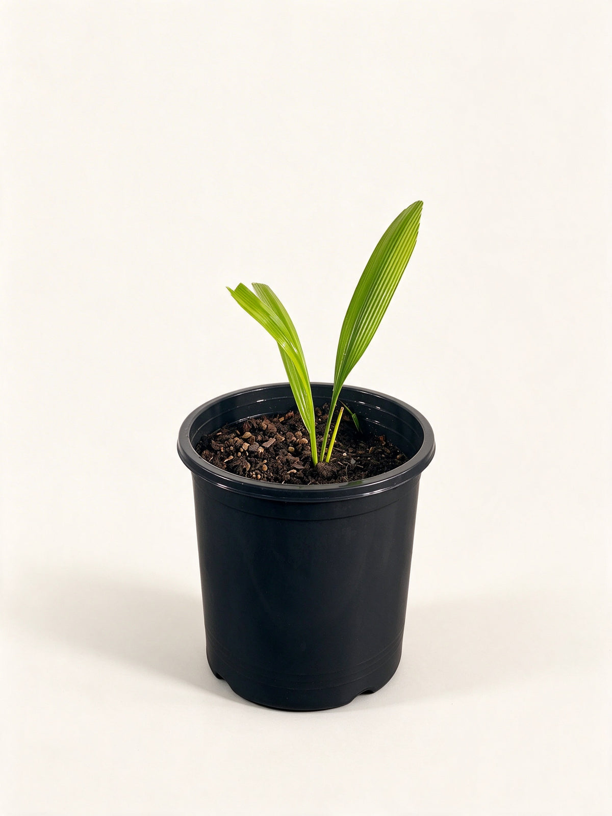 Johannesteijsmannia perakensis