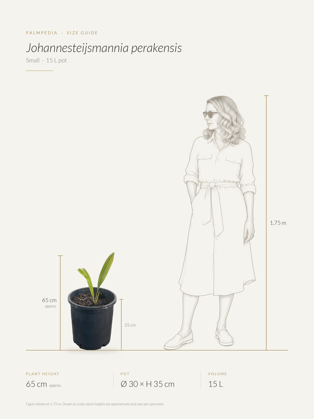 Johannesteijsmannia perakensis – size guide