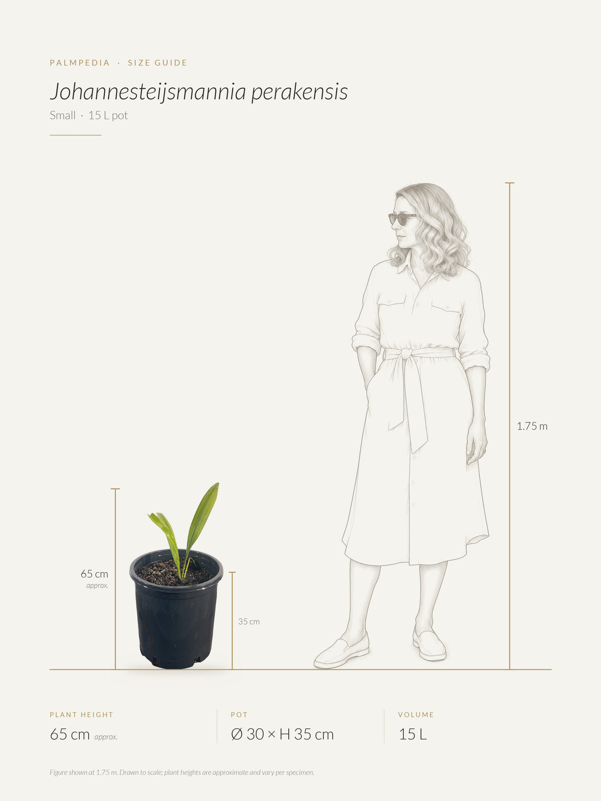 Johannesteijsmannia perakensis – size guide